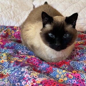 Meet your Posher, Ari